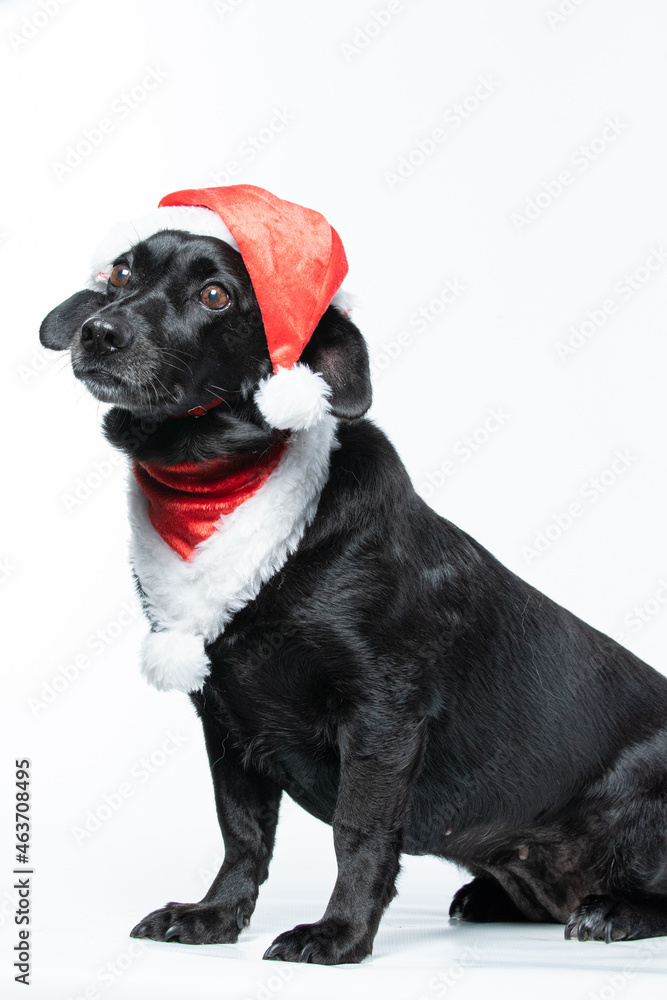 Obraz premium Cachorro preto com fantasia de natal