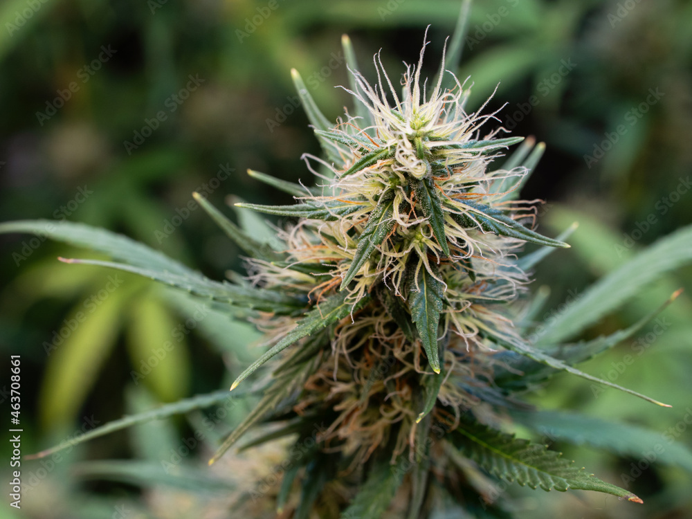 Close-up Shot Of A Flowering Mature Cannabis Plant Close-up Shot Of A Flowering Mature Cannabis Plant