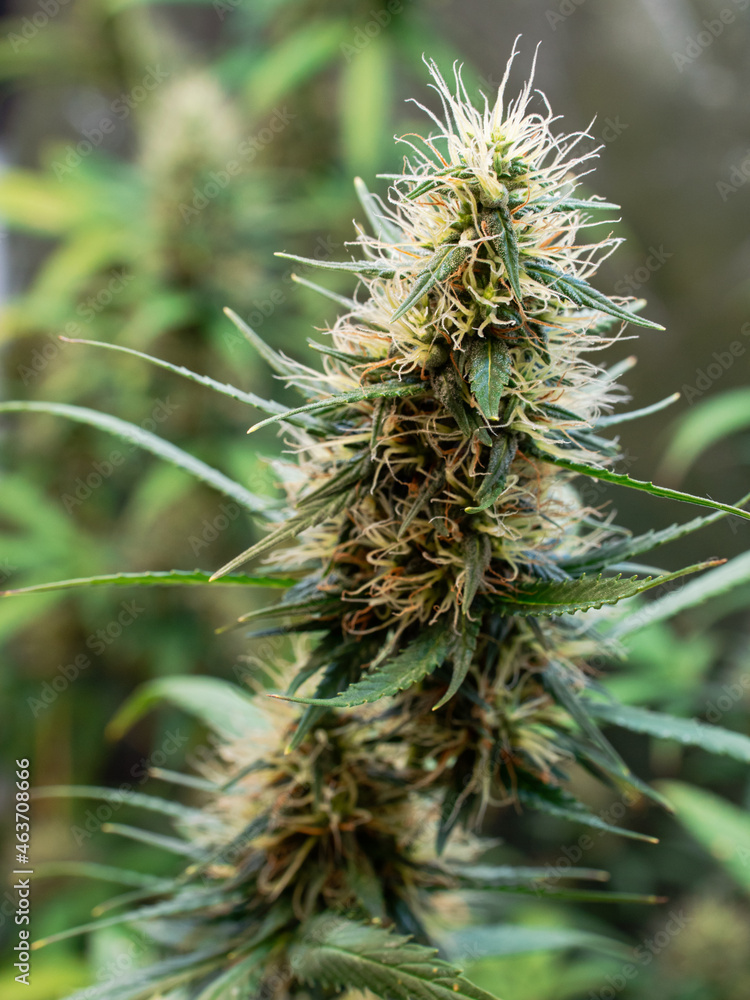 Close-up Shot Of A Flowering Mature Cannabis Plant Close-up Shot Of A Flowering Mature Cannabis Plant