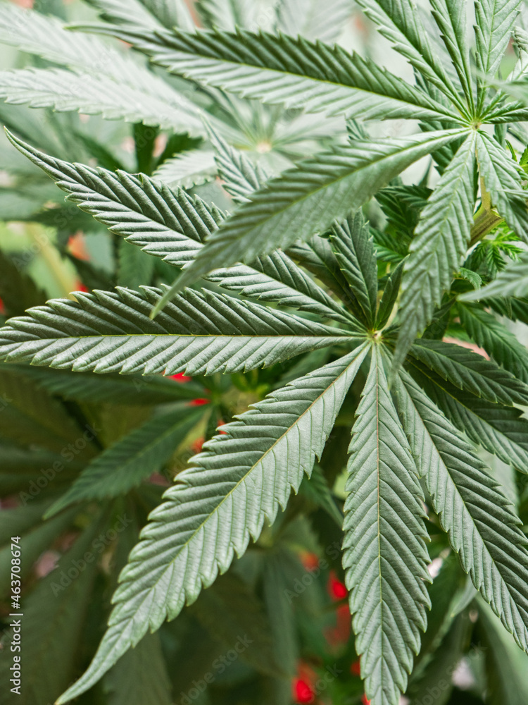 Extreme Closeup Shot Of A Cannabis Plant Leaves Extreme Closeup Shot Of A Cannabis Plant Leaves
