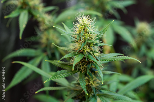 Close-up Shot Of A Flowering Mature Cannabis Plant