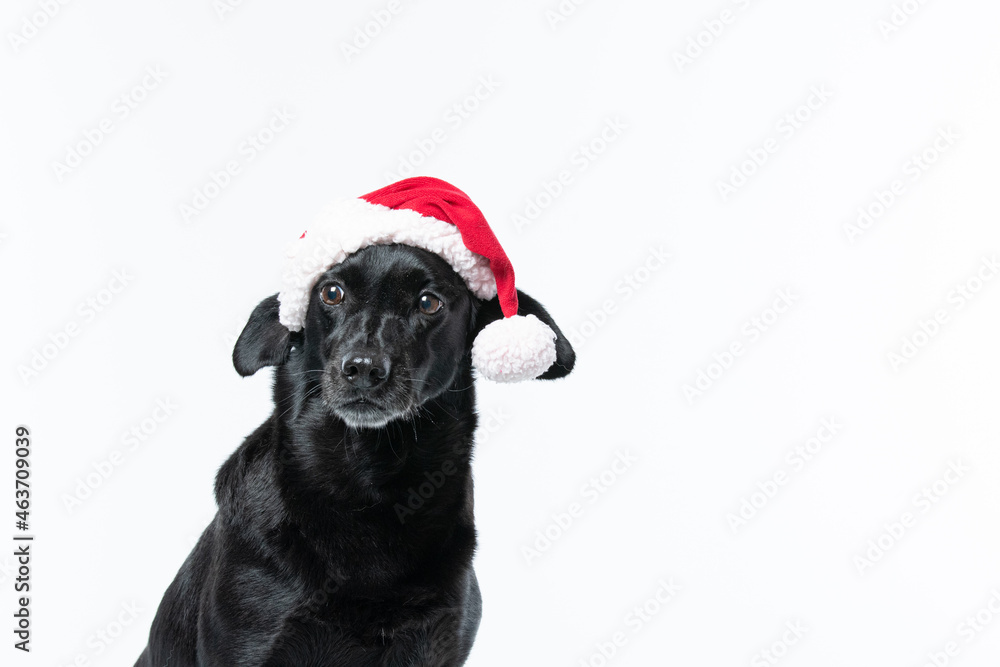 Cachorro preto com fantasia de natal Cachorro preto com fantasia de natal