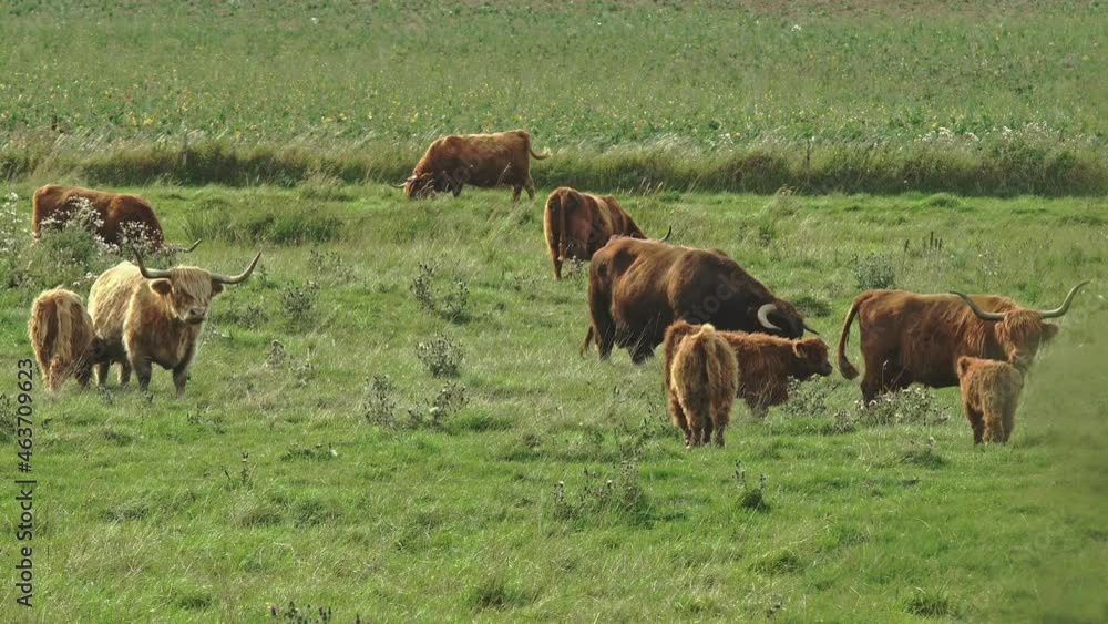 Herd of Highlander cows, a breed of cattle originally from Scotland, grazing. Denmark, Europe Herd of Highlander cows, a breed of cattle originally from Scotland, grazing. Denmark, Europe