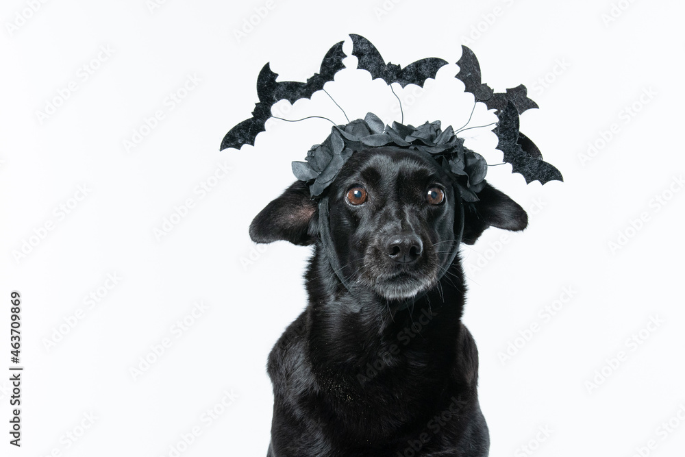 Cachorro preto com fantasia de morcego e teia de aranha Halloween Cachorro preto com fantasia de morcego e teia de aranha Halloween