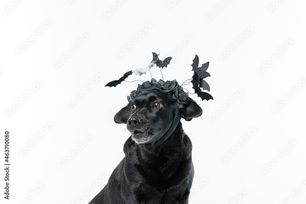 Fototapeta premium Cachorro preto com fantasia de morcego e teia de aranha Halloween