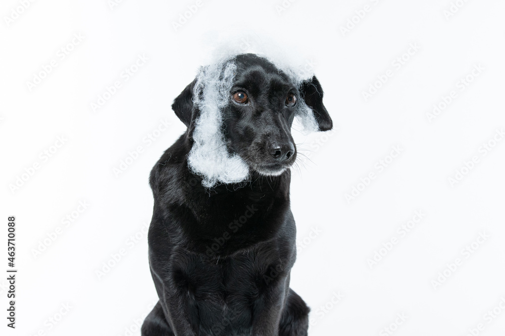 Obraz premium Cachorro preto com fantasia de morcego e teia de aranha Halloween