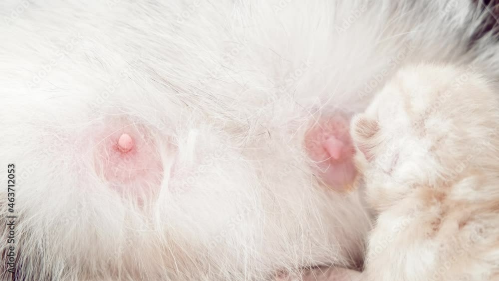 Breast-feeding of newborn kittens. A newborn kitten sucks on a cat's breast. Kitten close up. Newborn kittens drink their mother's milk. Breast-feeding of newborn kittens. A newborn kitten sucks on a cat's breast. Kitten close up. Newborn kittens drink their mother's milk.
