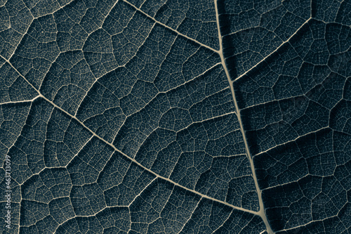 Close up of dark green leaf of tree background.