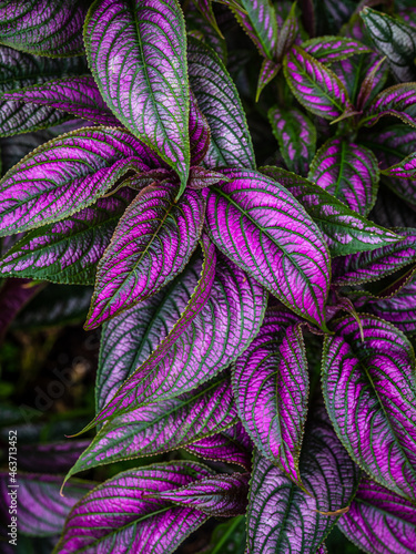 Persian Shield photo