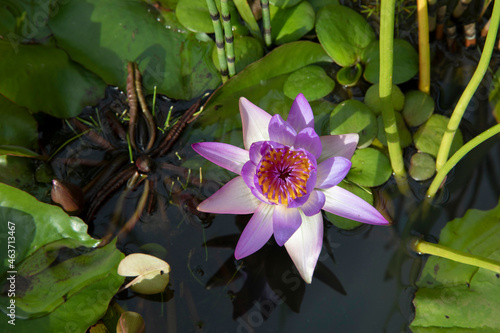 Exotic aquatic plants. Closeup view of a tropical water lily, Nymphaea Tina, green floating leave and beautiful flower of white and purple petals, spring blooming in the pond.