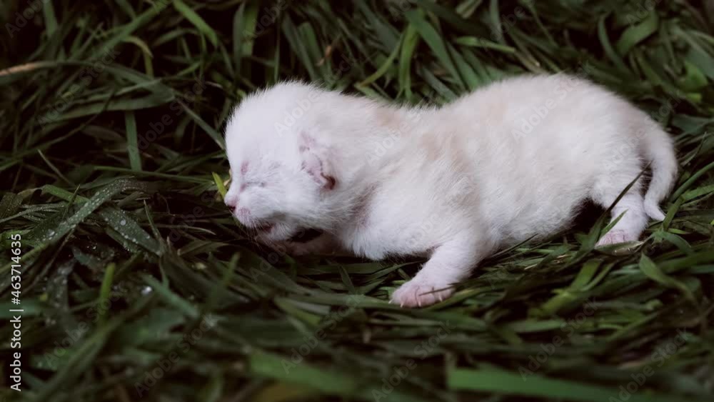 Newborn kitten. Scottish purebred cat. A small blind white kitten lies on the grass. Newborn kitten. Scottish purebred cat. A small blind white kitten lies on the grass.