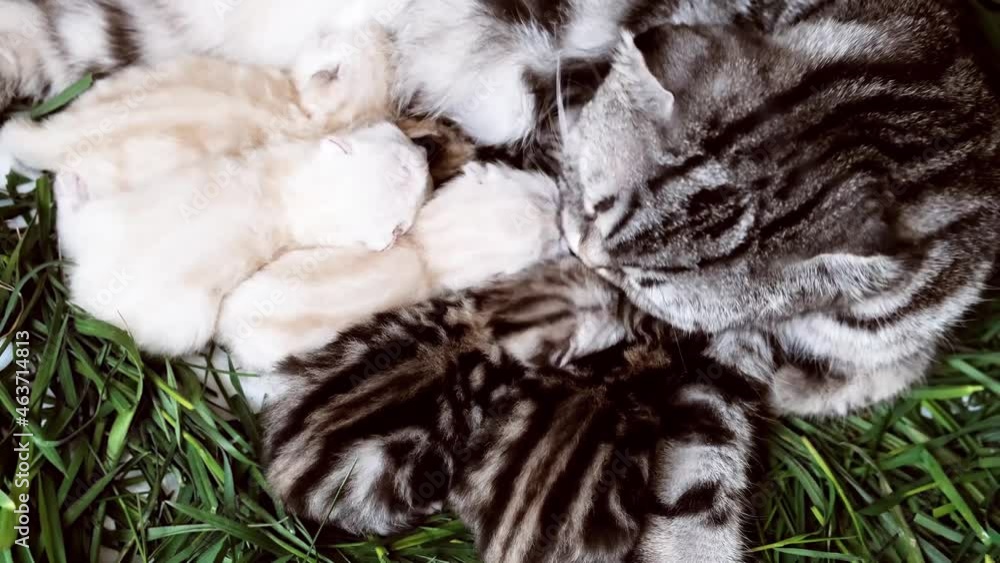 The cat feeds the kittens. Newborn kittens. Scottish purebred cat. Cat with little kittens. The cat lies and feeds the kittens. Kittens in their natural environment. The cat feeds the kittens. Newborn kittens. Scottish purebred cat. Cat with little kittens. The cat lies and feeds the kittens. Kittens in their natural environment.