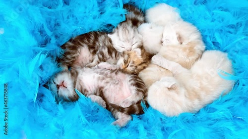 Kittens twitch in sleep. ewborn kittens. Scottish purebred cat. Blind newborn kittens sleep in a heap among blue feathers. Kittens among the feathers. photo