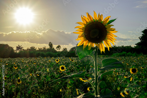 field of sunflowers