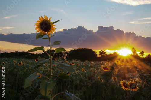 sunflower field at sunset