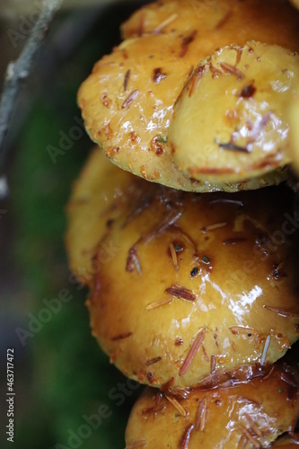 mushrooms on a tree