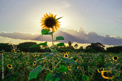 sunflower field and sun
