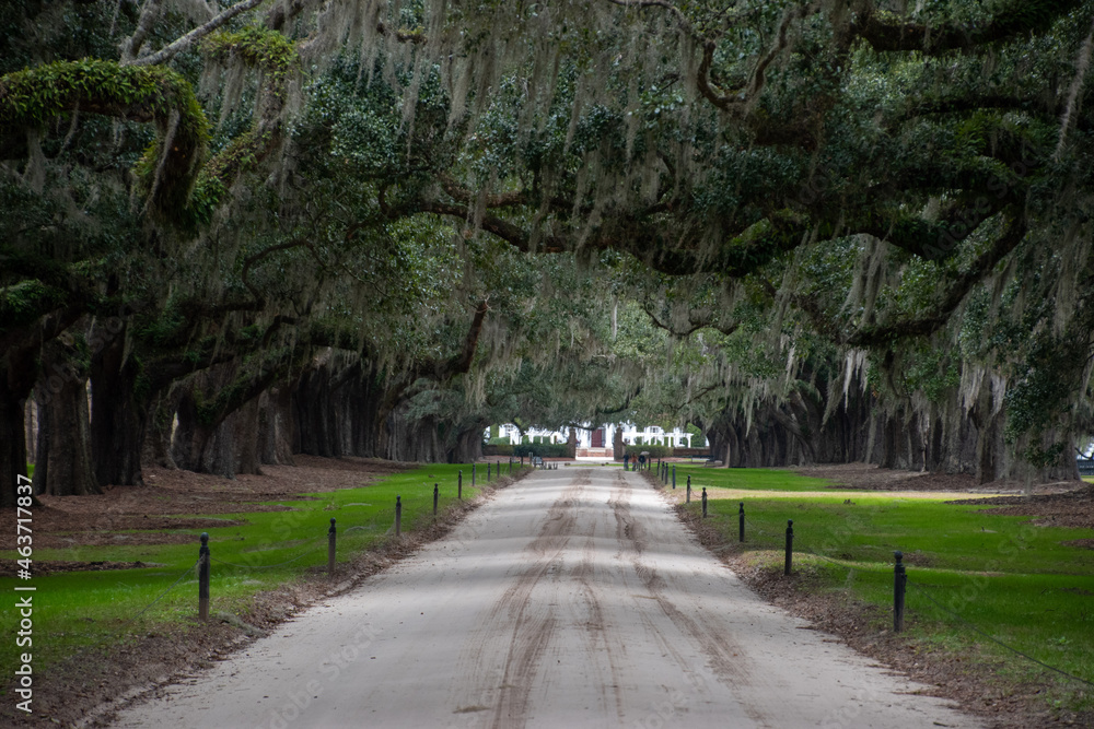 A dirt road going through a tunnel of southern oaks