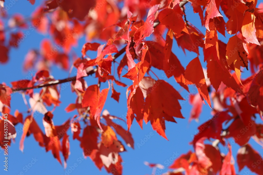 red autumn leaves