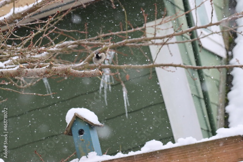 snow