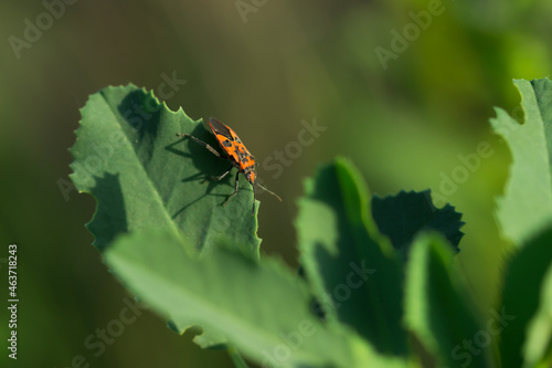 The cinnamon bug (lat. Corizus hyoscyami), of the family Rhopalidae. © Elena Volgina