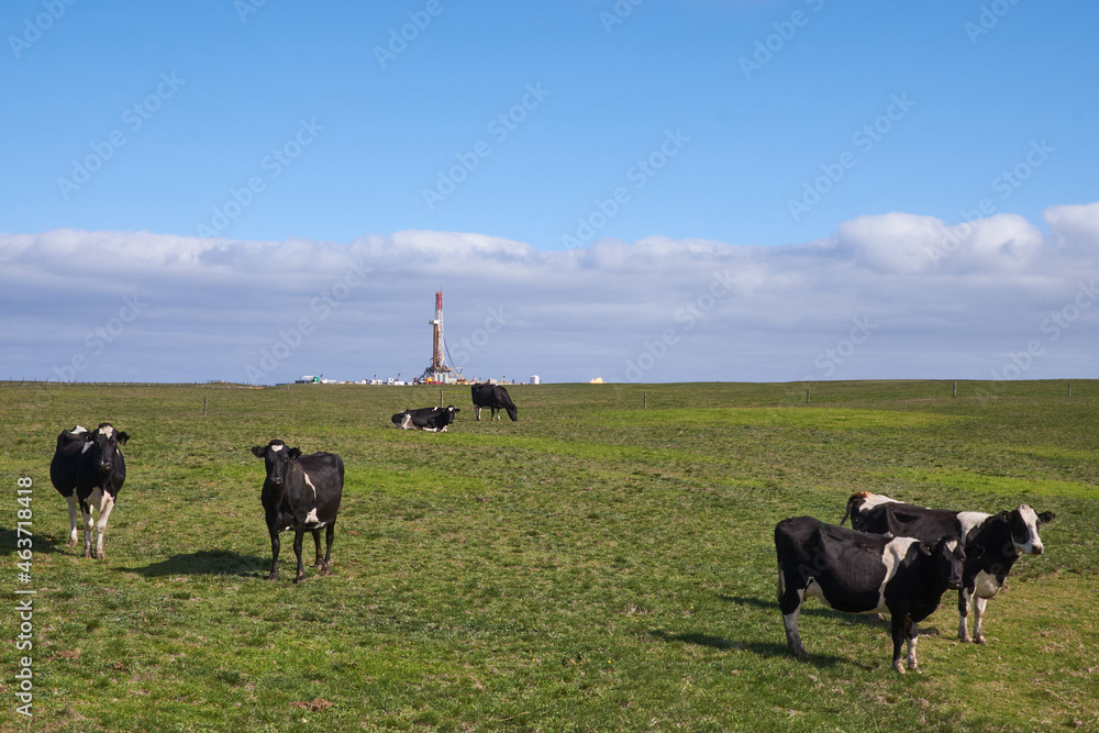 Dairy cows grazing with Gas Drilling Site in background Dairy cows grazing with Gas Drilling Site in background