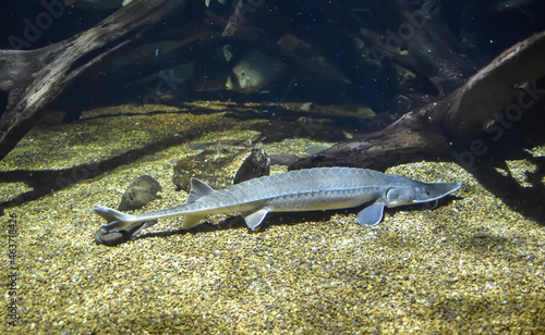 Baltimore, Maryland, USA - October 9, 2021: Atlantic Sturgeon Fish on Display at the National Aquarium in Baltimore
