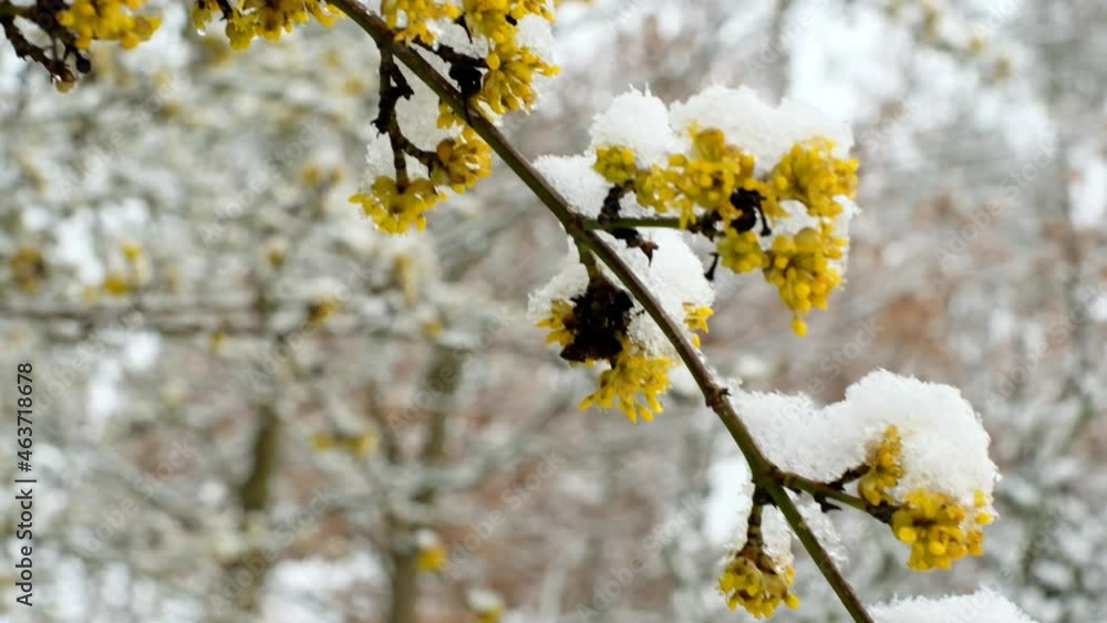 Snowy spring. Yellow flowers and slowly falling snow. Spring weather. Spring snow.Blooming dogwood tree in a snowy spring garden. 4k footage Snowy spring. Yellow flowers and slowly falling snow. Spring weather. Spring snow.Blooming dogwood tree in a snowy spring garden. 4k footage