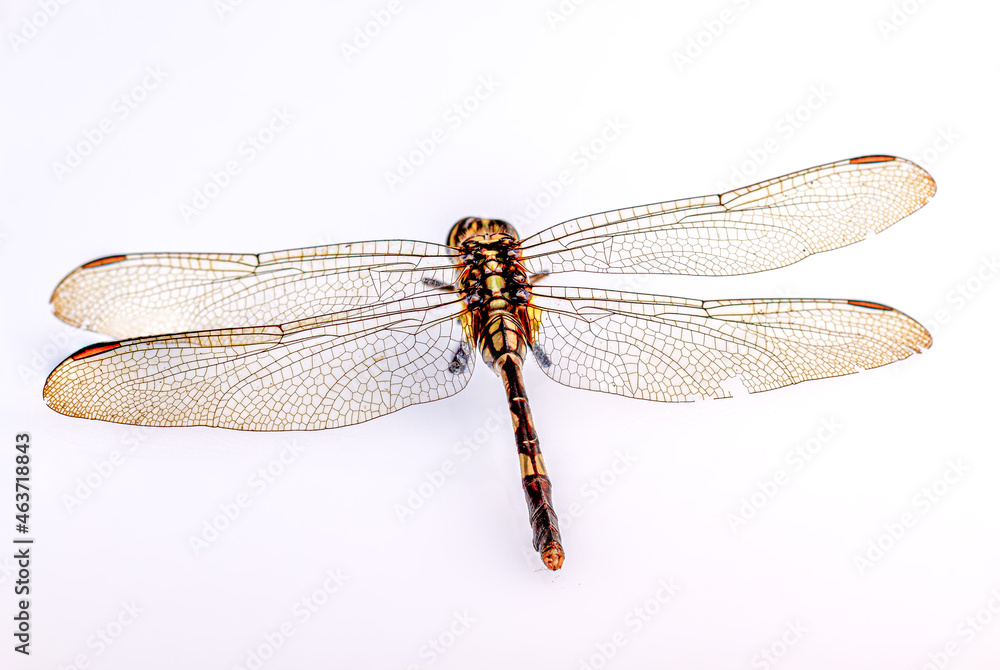 A dragonfly isolated on a white background, viewed from above A dragonfly isolated on a white background, viewed from above