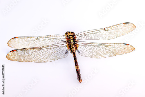 A dragonfly isolated on a white background, viewed from above © pariketan
