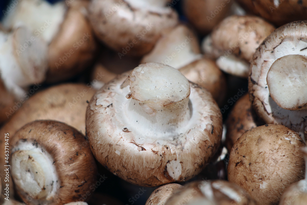 Close up mushroom farmers market Close up mushroom farmers market