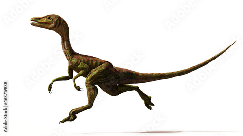 Compsognathus longipes, tiny dinosaur species from the Late Jurassic period, isolated on white background © dottedyeti