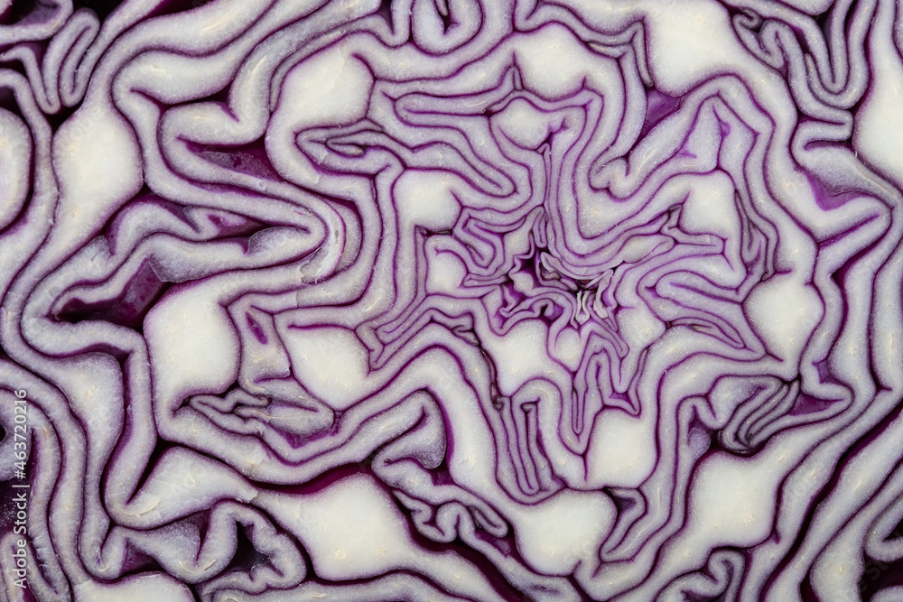 cross section of a purple cabbage as background and texture cross section of a purple cabbage as background and texture