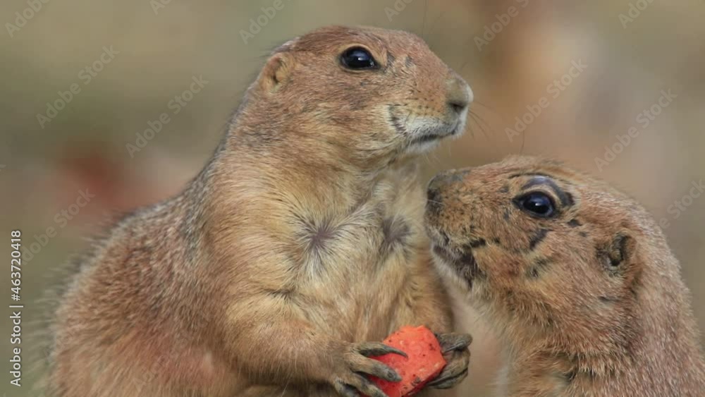 Prairie Dog eating a carrot gets a nuzzle from another cute Prairie Dog eating a carrot gets a nuzzle from another cute