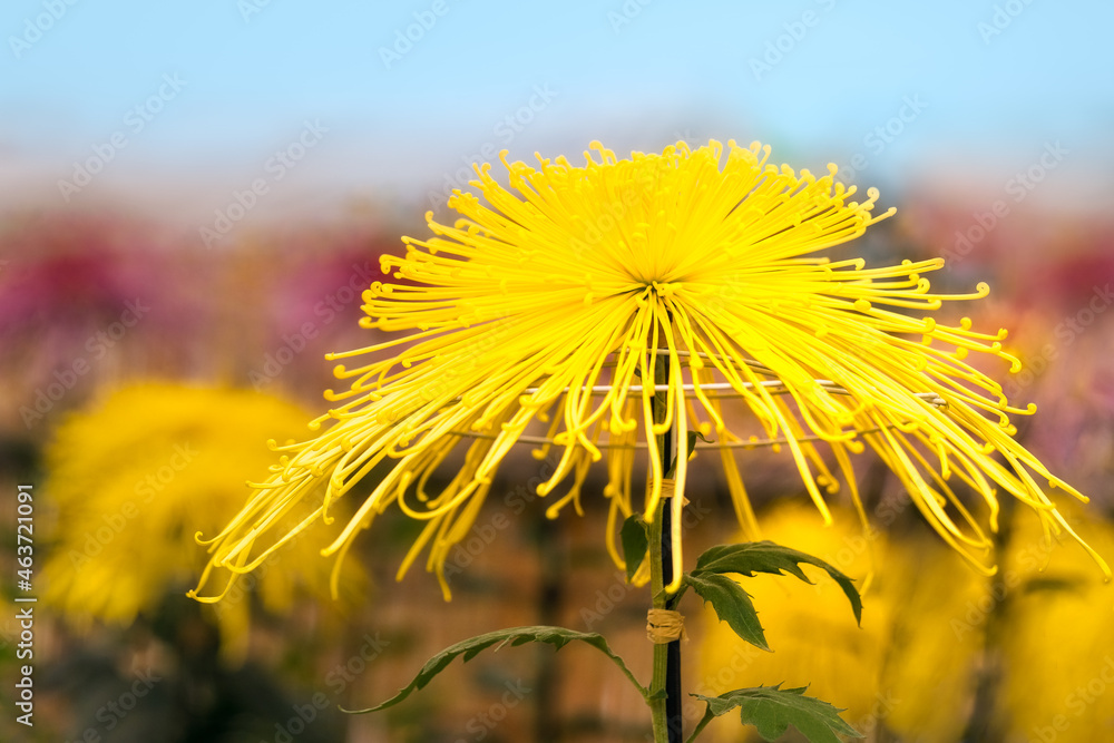 Spectacular Yellow Chrysanthemum, in traditional Japanese Ozukuri Style on a blurred background at the Autumn Festival Exhibition in Hibiya Park, Tokyo Metropolitan, Japan.