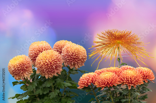 A bouquet of Chrysanthemums  in Ogiku and Ozukuri styles  are displayed in autumn at the Japanese Exhibition Festival in Hibiya Park  Tokyo  Japan. 