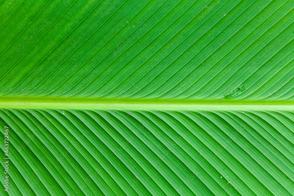 Close - up of green leaves nature background. Nature background of tree leaves texture and background seamless Close - up of green leaves nature background. Nature background of tree leaves texture and background seamless