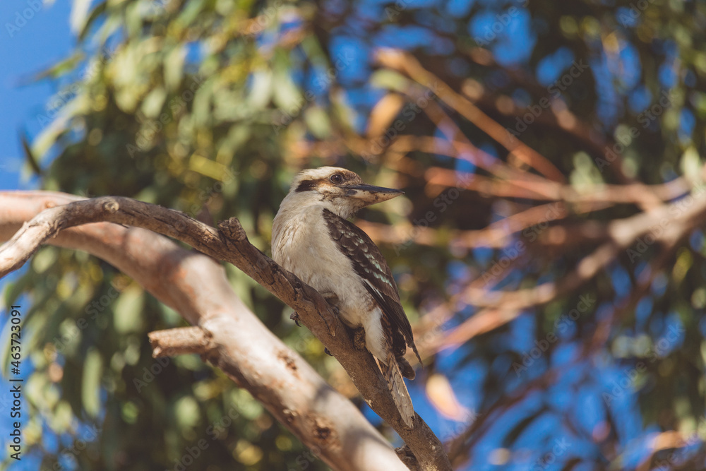 A Laughing Kookaburra eating a snake A Laughing Kookaburra eating a snake