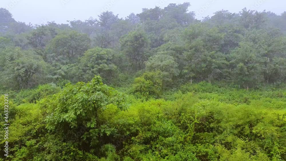 Rain drops pouring on thick dense forest during rainy season. Static. Rain drops pouring on thick dense forest during rainy season. Static.