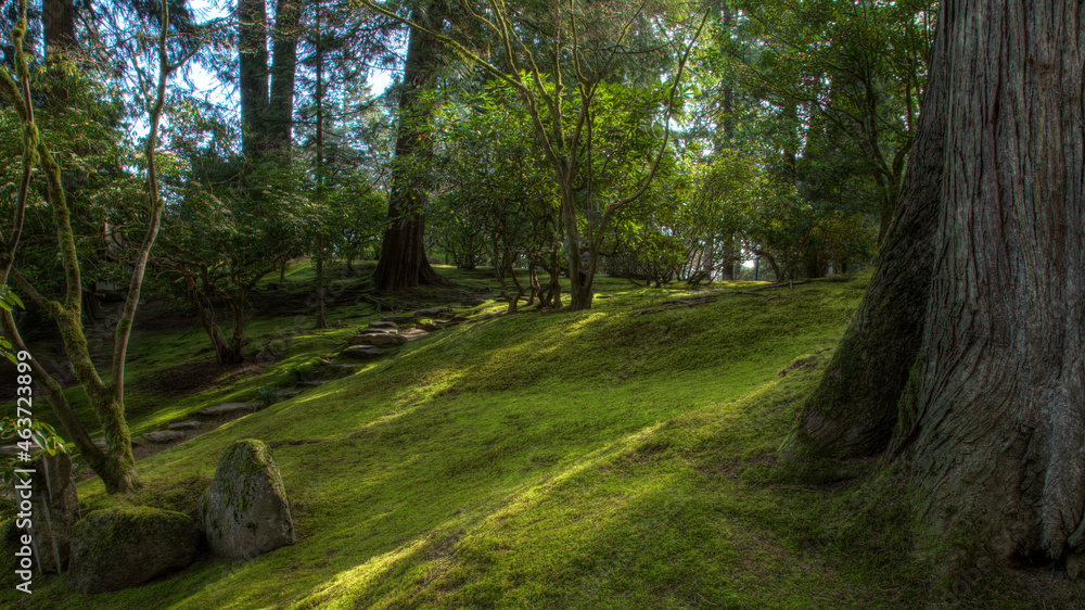 Light coming through trees onto short ground cover and stone path Light coming through trees onto short ground cover and stone path