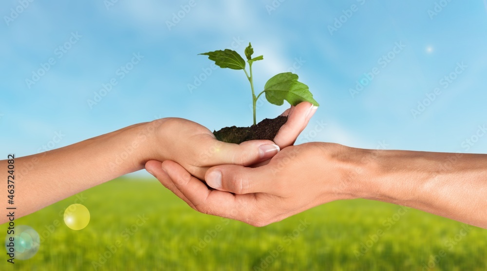 Environment Earth Day In the hands with trees growing seedlings. Environment Earth Day In the hands with trees growing seedlings.