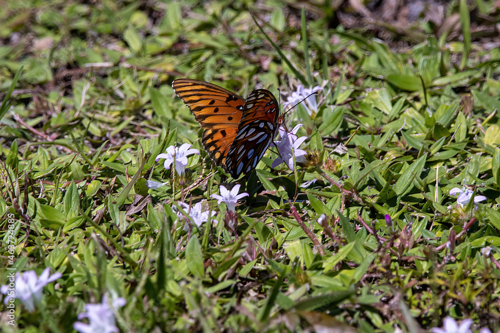Gulf fritillary butterfly getting some nectar on the ground Gulf fritillary butterfly getting some nectar on the ground