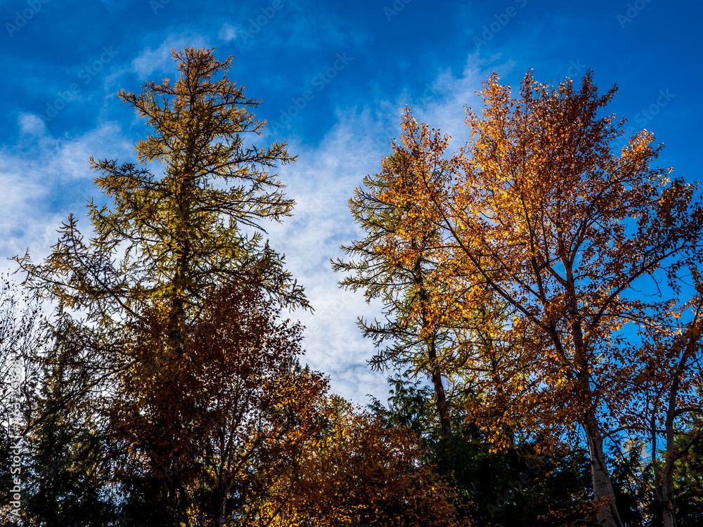 The Autumn Colors of a Larch Tree in Glacier National Park