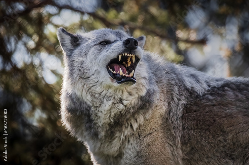 Foto Image of a large timber wolf snarling and baring his impressive teeth