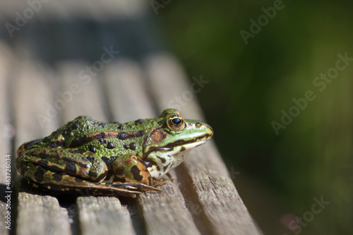 Green frog in profile photo
