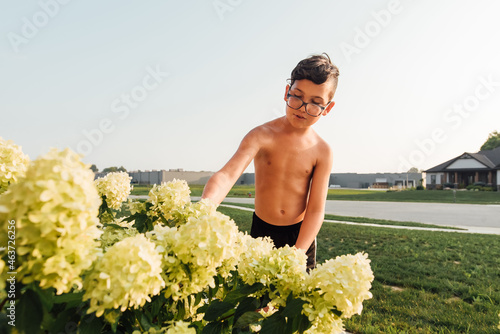 Limelight hydrangeas in landscaping.  photo