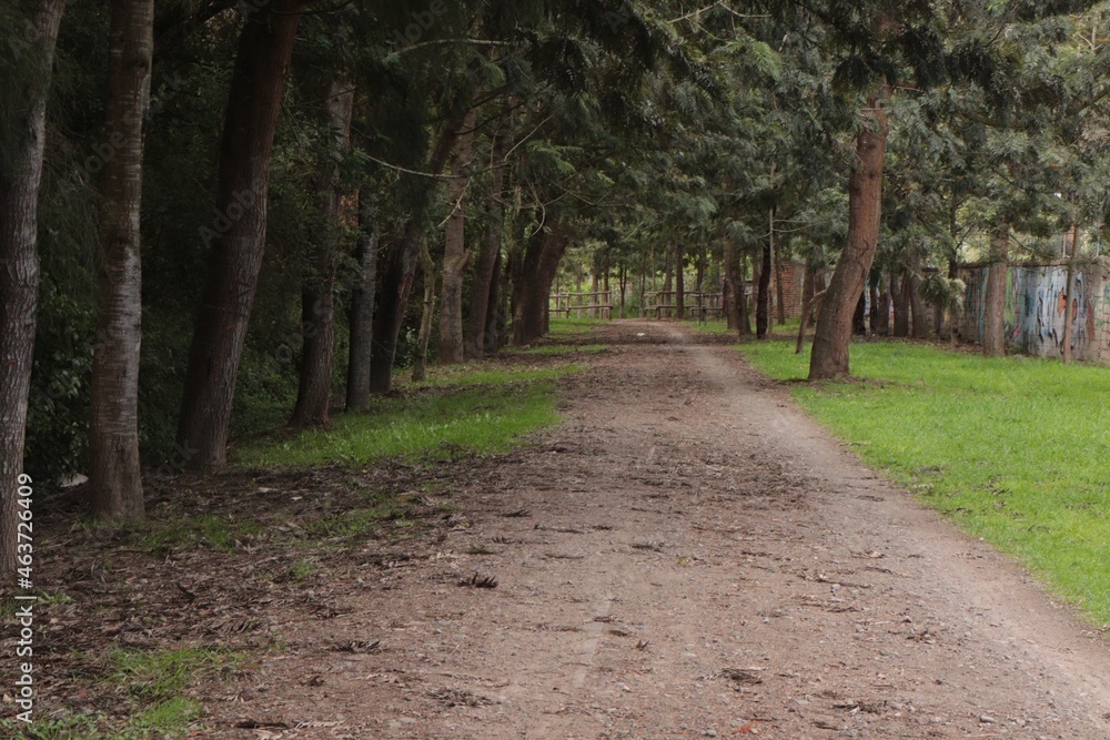 Fototapeta premium In the forest