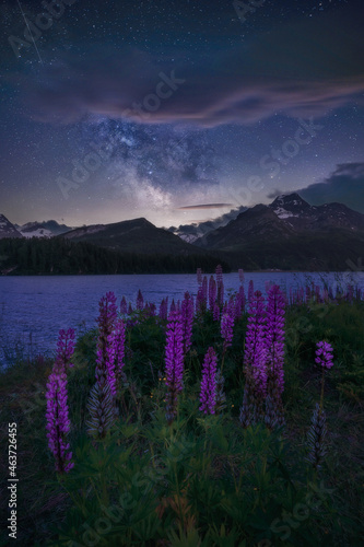 Milky way and lupine flowers