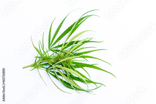 Cannabis or marijuana leaves isolated on white background with copy space   herbal medicine and health care concept   top view 