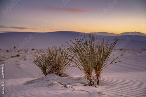 Fototapeta Naklejka Na Ścianę i Meble -  Young Yucca Plants In The Sand At Sunset